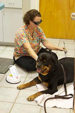 Pain Management & Laser Therapy for Pets at San Pablo Animal Hospital