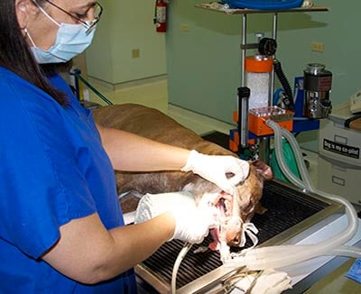 Pet Dental Care With The Staff of San Pablo Animal Hospital