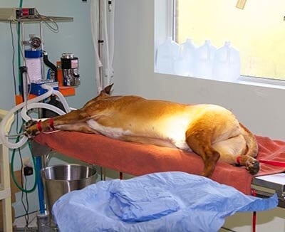 Veterinary Surgery at San Pablo Animal Hospital